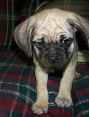 PUGGLEPUPPIESFORSALE